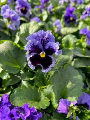 PANSY Frizzle Sizzle Blue